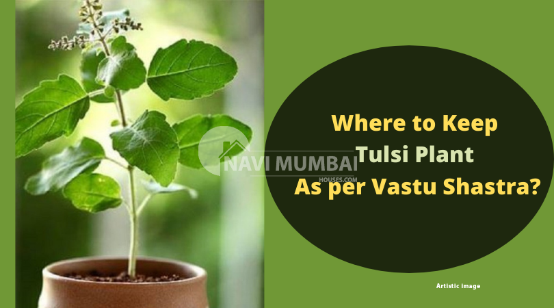 Where To Keep Tulsi Plant As Per Vastu Shastra? - NMH