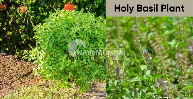 Holy Basil Plant 