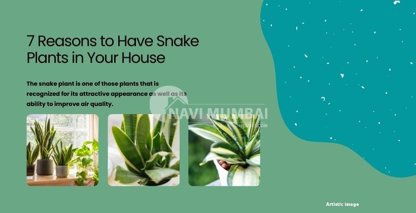 Snake Plants