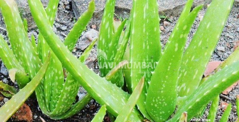Benefits and Care of Aloe Vera Plants | 12 Aloe Vera Plant Growing Tips