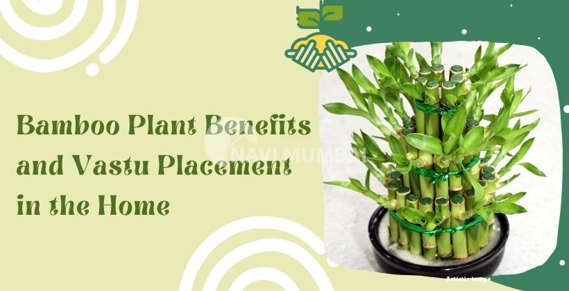 Bamboo Plant Benefits and Vastu Placement in the Home