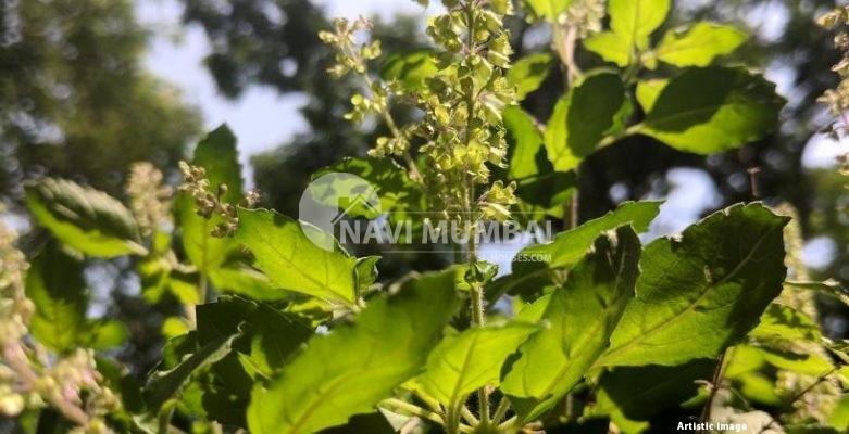 Tulsi Plant At Home And Vastu Tips