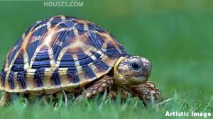 Vastu Shastra Recommends Placing a Tortoise in Your Home