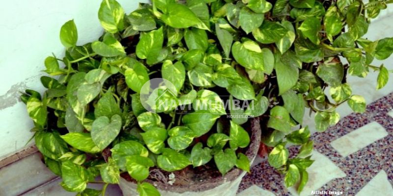 Vastu Tips Direction To Place Money Plant At Home