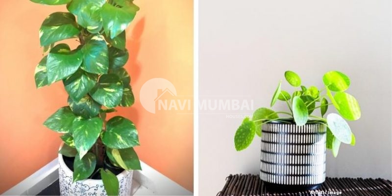 Vastu Tips: Direction to Place Money Plant At Home