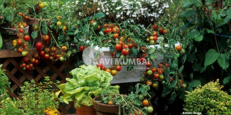 Simple Methods for Creating a Kitchen Garden At Home