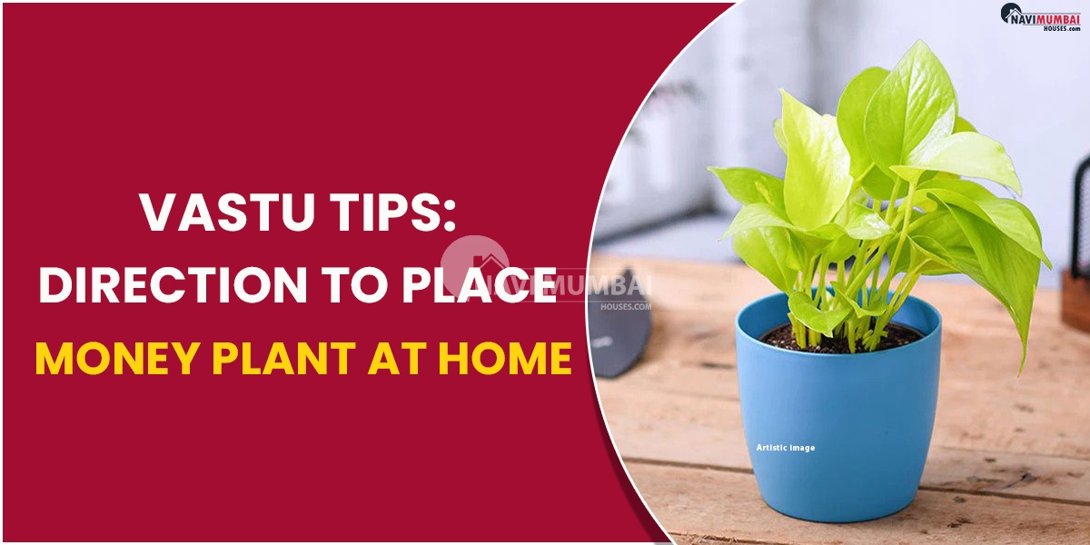 Vastu Tips: Direction to Place Money Plant At Home
