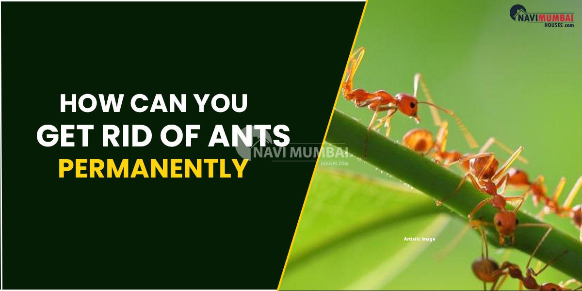 How Can You Get Rid Of Ants Permanently & Deal With An Ant Infestation?