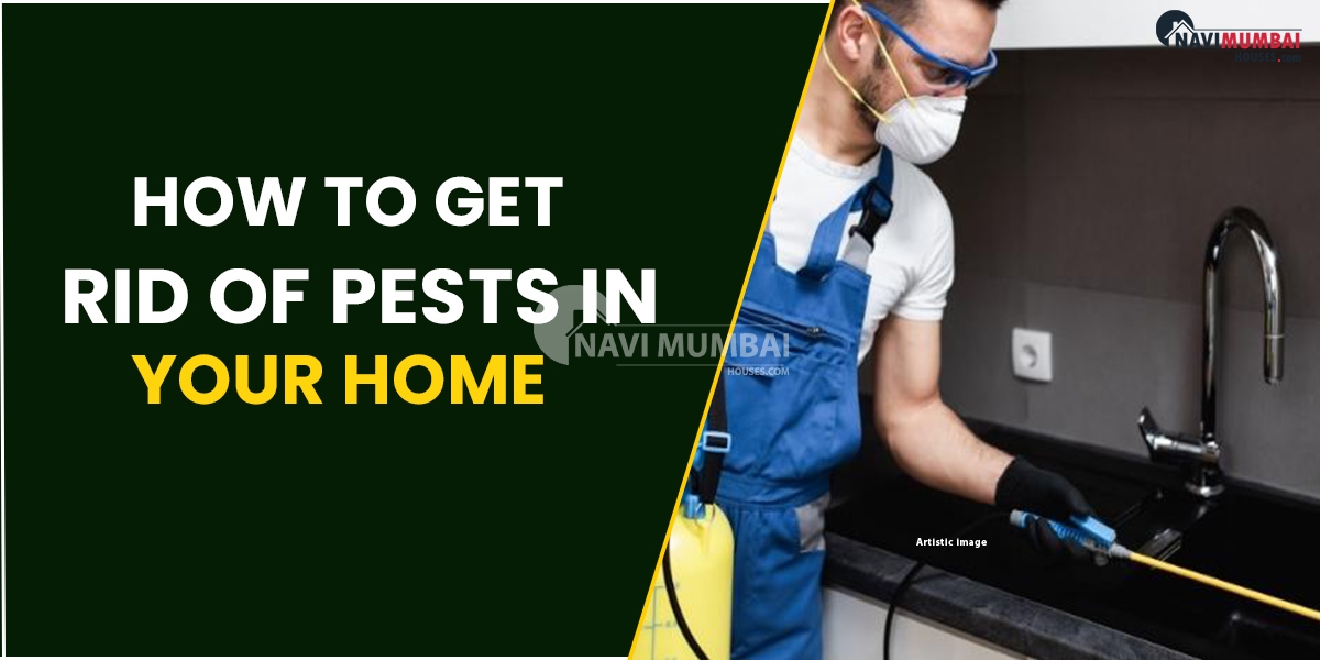 How to Get Rid of Pests in Your Home