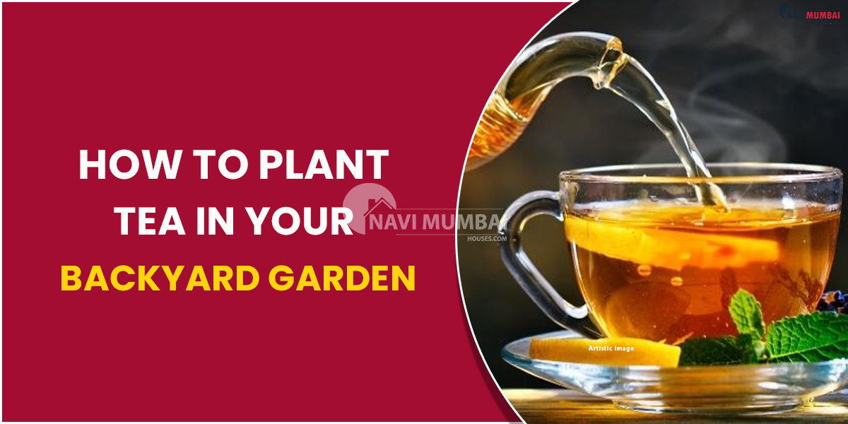 How to Plant Tea in Your Backyard Garden