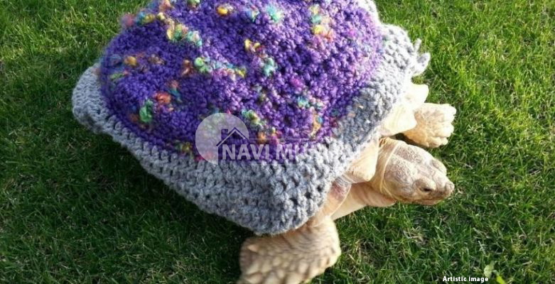 Vastu Tips : 15 Tortoise Types That Are Ideal for Your Home