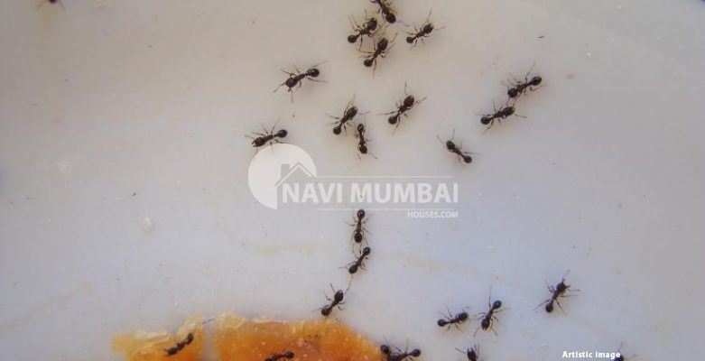 How Can You Get Rid Of Ants Permanently & Deal With An Ant Infestation?