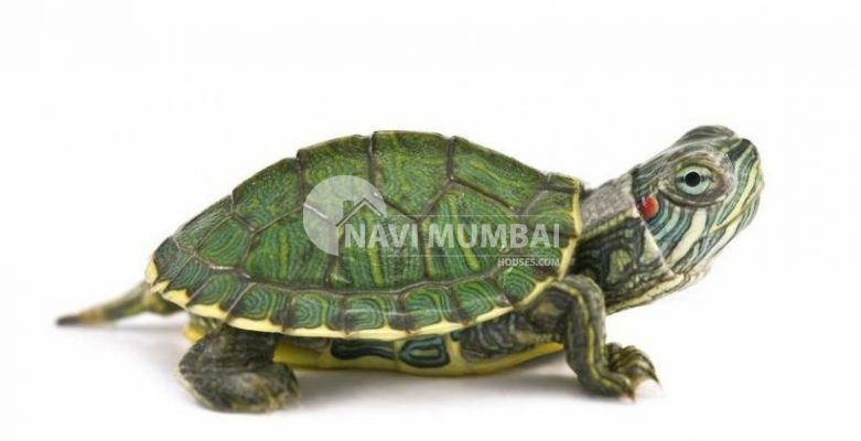 Vastu Tips : 15 Tortoise Types That Are Ideal for Your Home