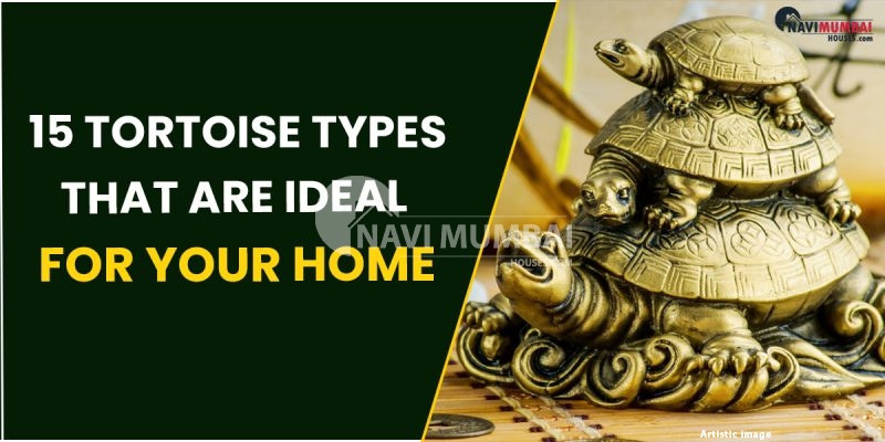 Vastu Tips : 15 Tortoise Types That Are Ideal for Your Home