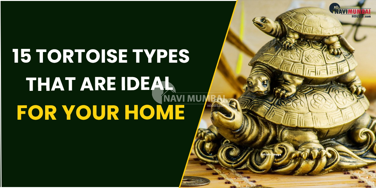 Vastu Tips : 15 Tortoise Types That Are Ideal for Your Home