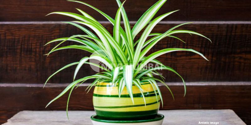 Vastu Advantages: Location & Maintenance for Spider Plants