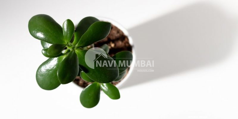 Advantages of Jade Plants