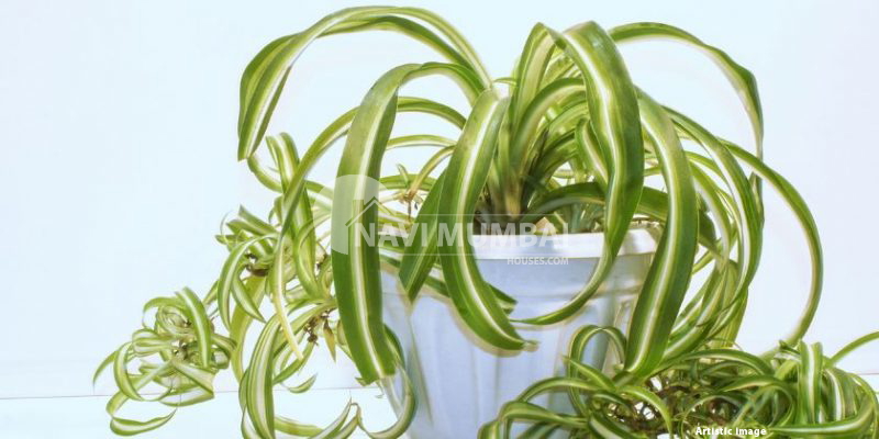 Vastu Advantages: Location & Maintenance for Spider Plants