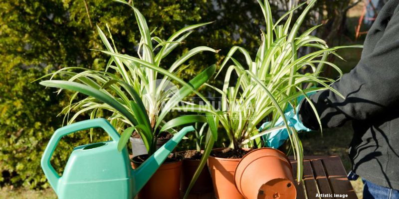 Vastu Advantages: Location & Maintenance for Spider Plants