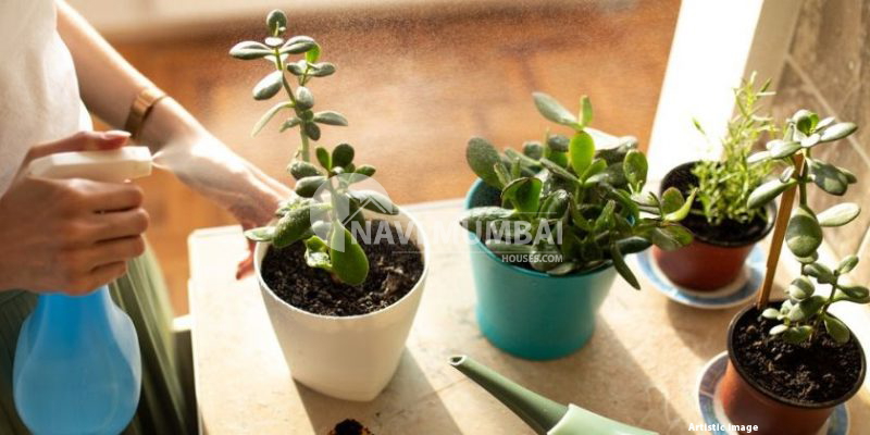 Advantages of Jade Plants