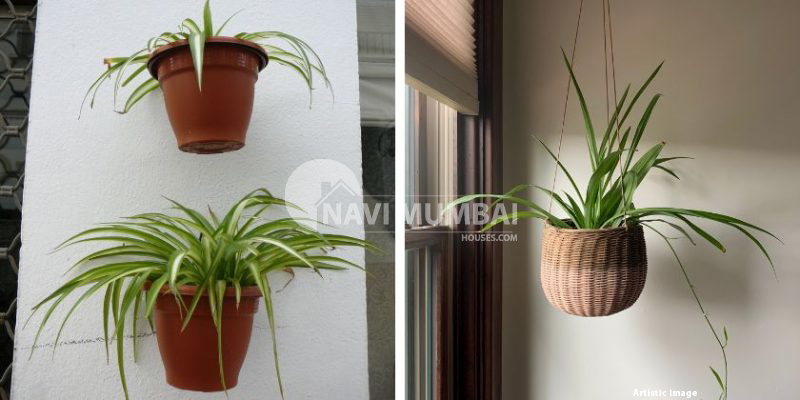 Vastu Advantages: Location & Maintenance for Spider Plants