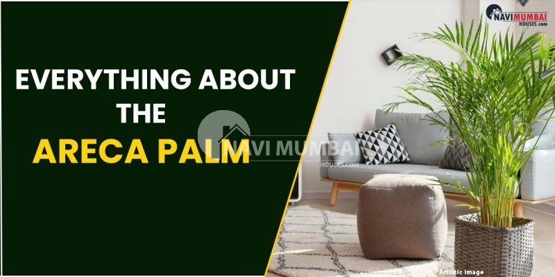 Everything About The Areca Palm