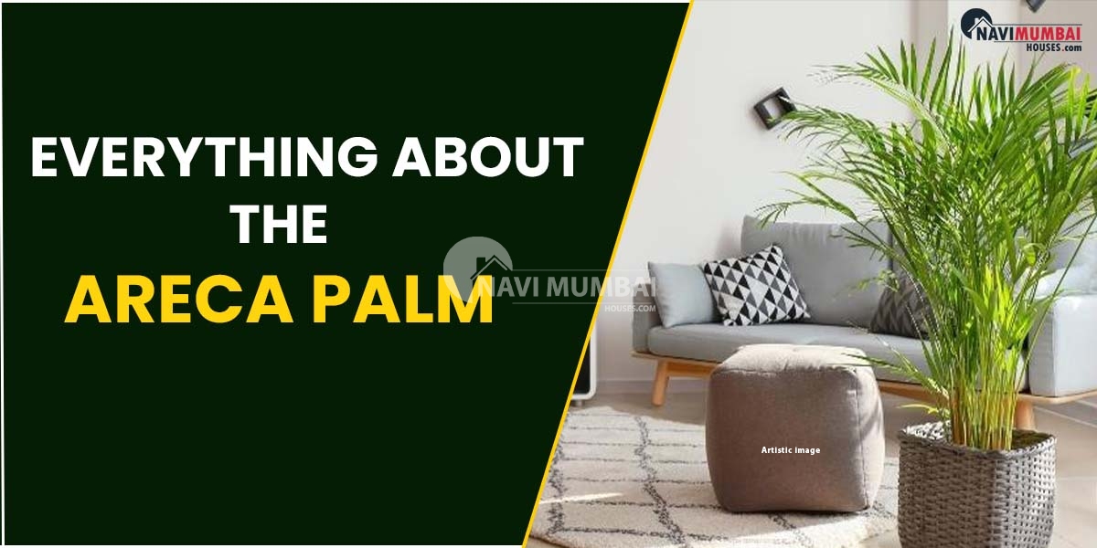 Everything About The Areca Palm