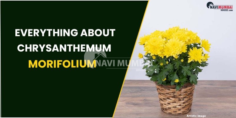 Everything about Chrysanthemum morifolium