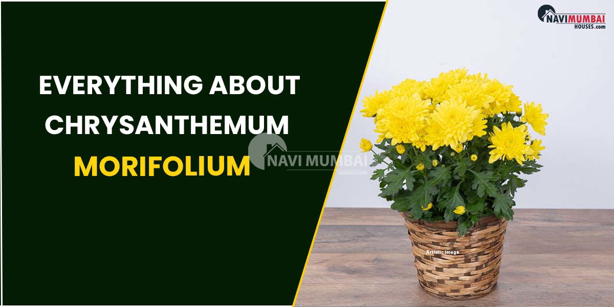 Everything about Chrysanthemum morifolium