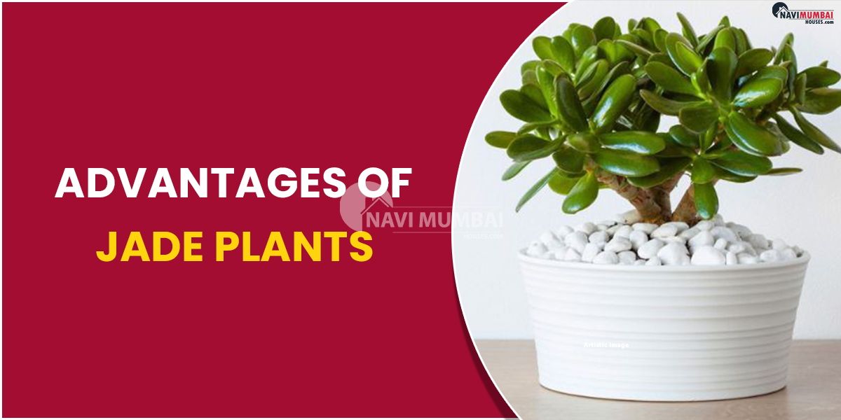 Advantages of Jade Plants