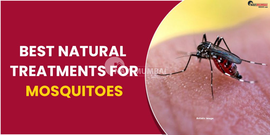 Best Natural Treatments for Mosquitoes
