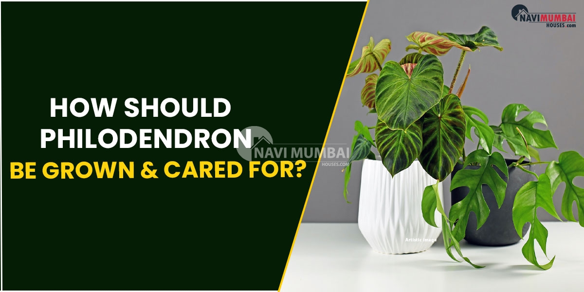 How should Philodendron be grown and cared for?