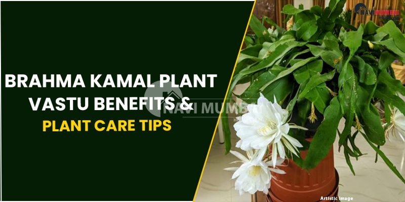 Brahma Kamal Plant : Vastu Benefits & Plant Care Tips