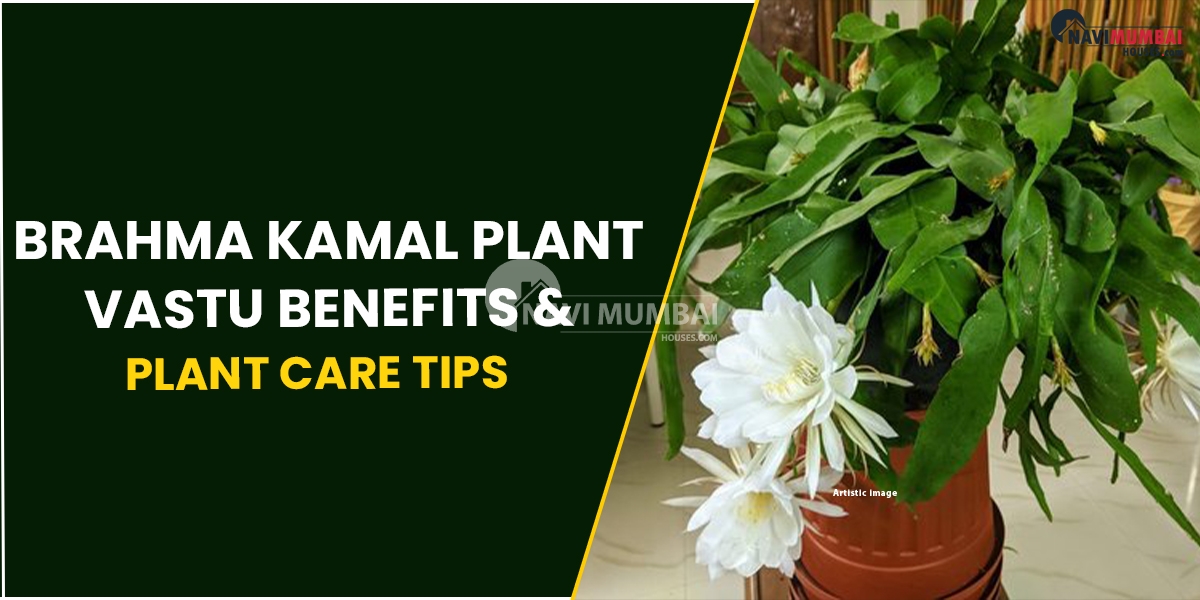 Brahma Kamal Plant : Vastu Benefits & Plant Care Tips