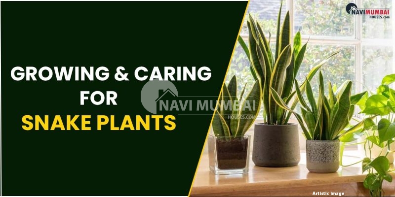 Complete Guide On Growing & Caring For Snake Plants