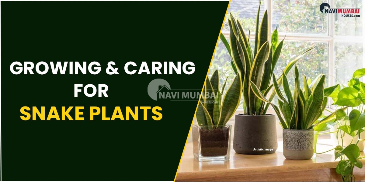 Complete Guide On Growing & Caring For Snake Plants