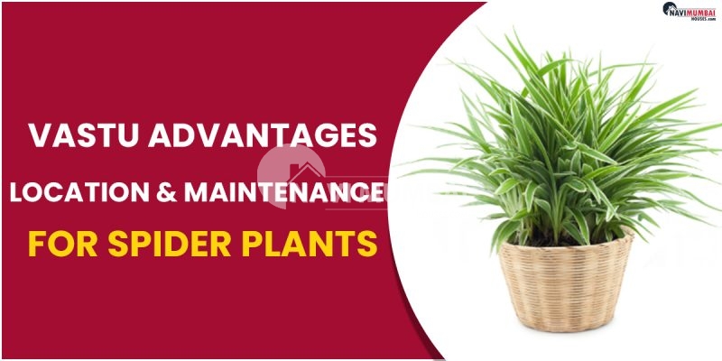 Vastu Advantages: Location & Maintenance for Spider Plants