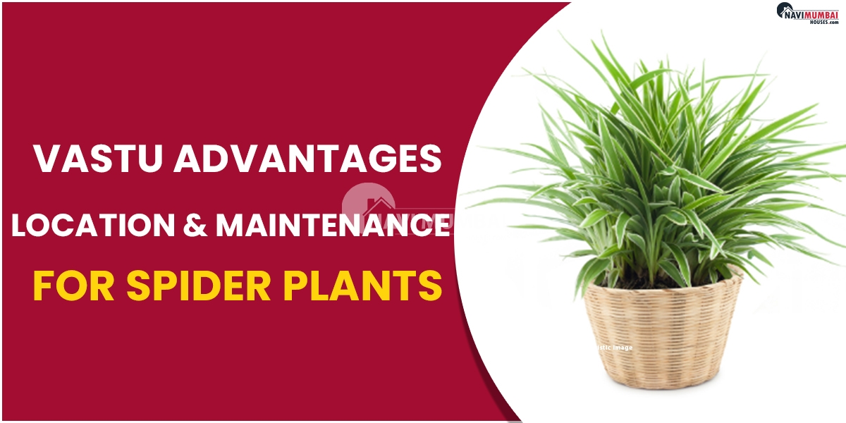 Vastu Advantages: Location & Maintenance for Spider Plants