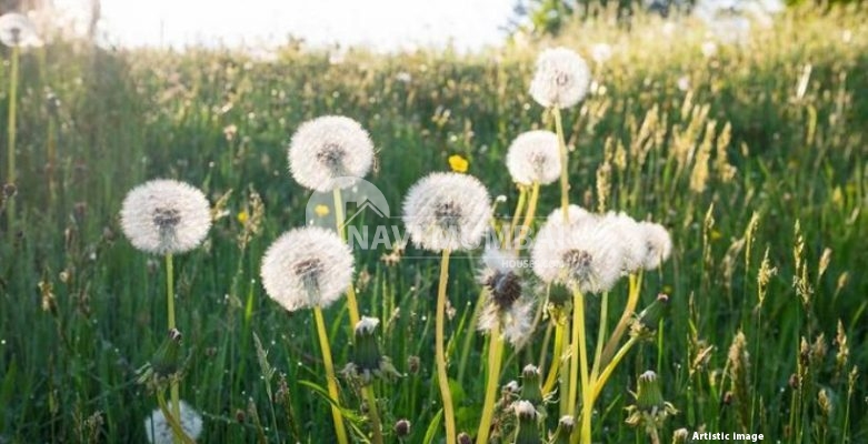 Importance, Advantages & Medical Applications Of The Dandelion
