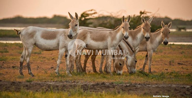 Your Comprehensive Guide To Kutch