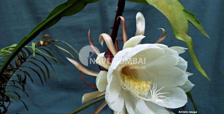 Brahma Kamal Plant : Vastu Benefits & Plant Care Tips