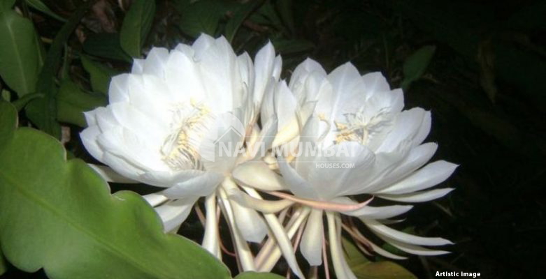 Brahma Kamal Plant : Vastu Benefits & Plant Care Tips