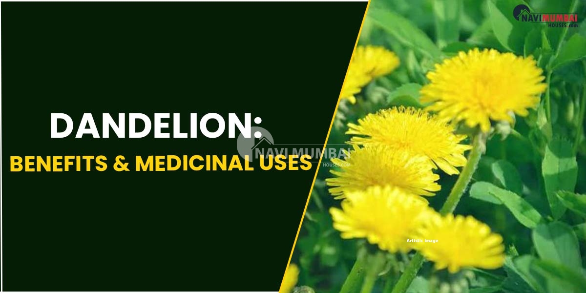 Importance, Advantages & Medical Applications Of The Dandelion