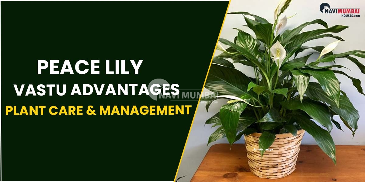 Peace Lily : Vastu Advantages, Orientation, Plant Care & Management