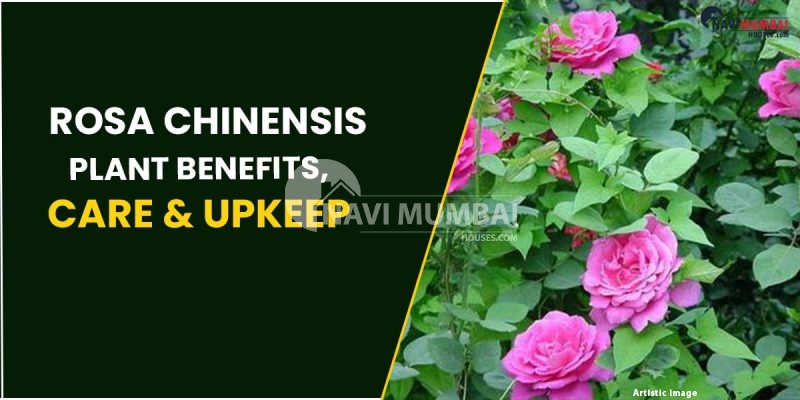 Rosa Chinensis: Plant Benefits, Care & Upkeep