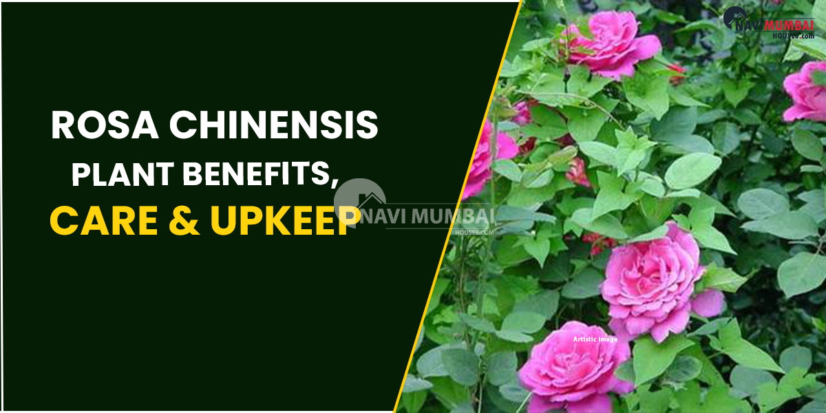 Rosa Chinensis: Plant Benefits, Care & Upkeep