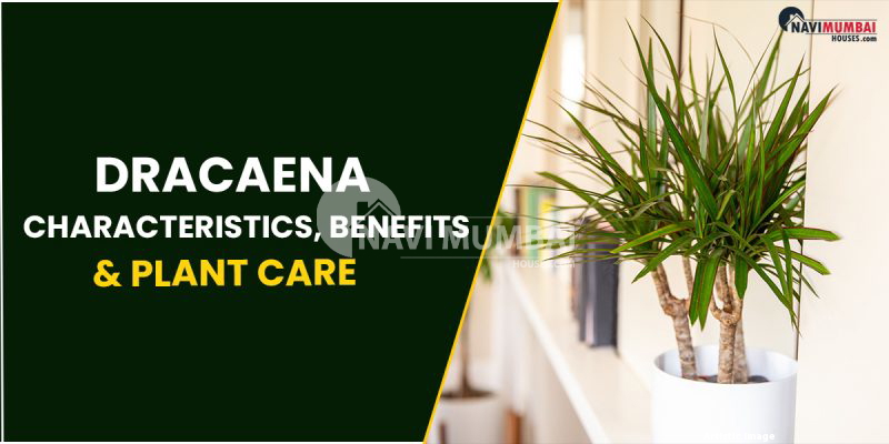 Dracaena : Characteristics, Benefits & Plant Care