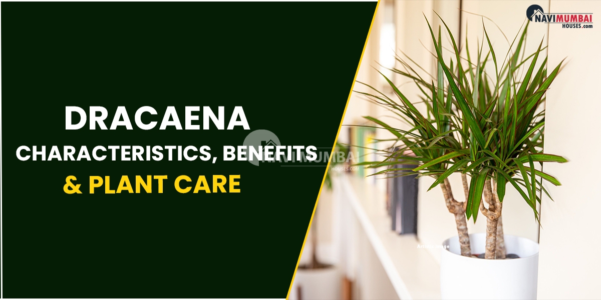 Dracaena: Characteristics, Benefits & Plant Care
