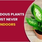 Ten Hazardous Plants You Must Never Keep Indoors