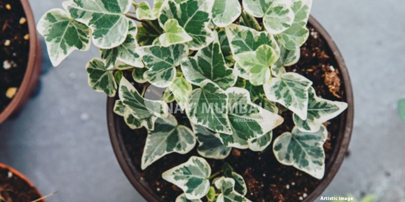 Ten Hazardous Plants You Must Never Keep Indoors